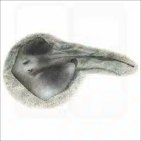 Southern Stingray illustration