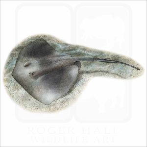 Southern Stingray illustration
