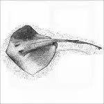 Southern Stingray