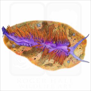 Spanish Shawl Nudibranch illustration