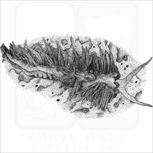 Spanish Shawl Nudibranch