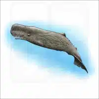 Sperm Whale illustration
