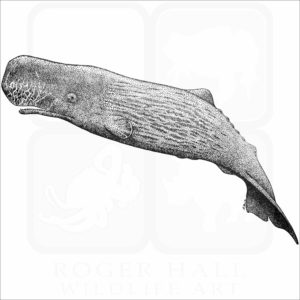 Sperm Whale