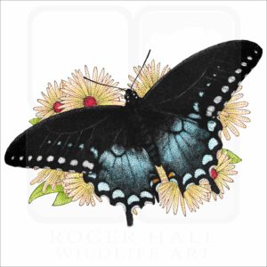 Spicebush Swallowtail Butterfly illustration