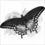 Spicebush Swallowtail Butterfly