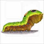 Spicebush Swallowtail Caterpillar illustration