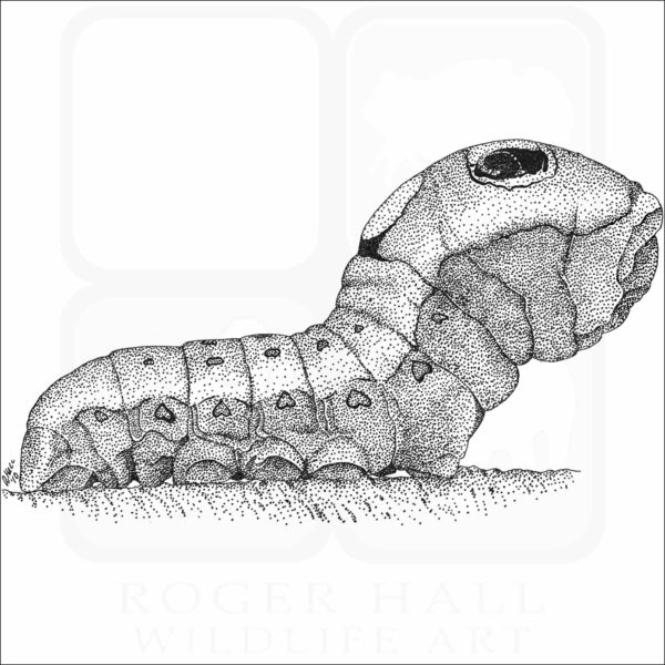 Spicebush Swallowtail Caterpillar