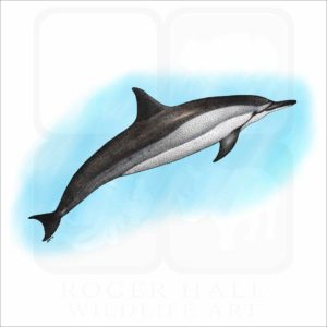 Spinner Dolphin illustration