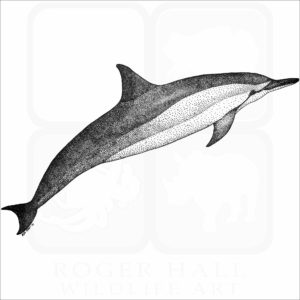 Spinner Dolphin