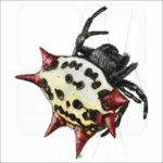 Spiny-Backed Orb Weaver Spider illustration