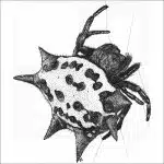 Spiny-Backed Orb Weaver Spider