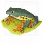 Splendid Leaf Frog illustration