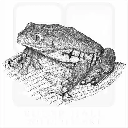 Splendid Leaf Frog