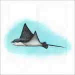 Spotted Eagle Ray illustration