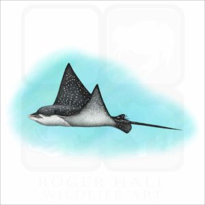 Spotted Eagle Ray illustration