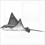 Spotted Eagle Ray