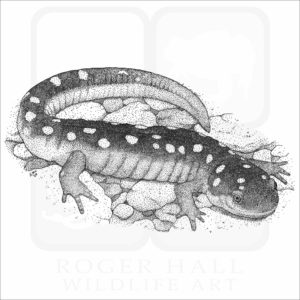 Spotted Salamander