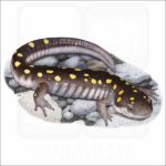 Spotted Salamander illustration