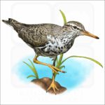 Spotted Sandpiper illustration