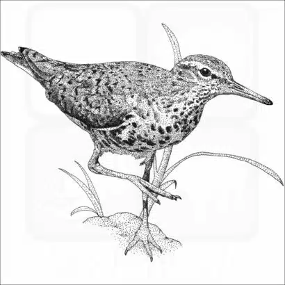 Spotted Sandpiper