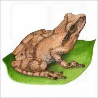 Spring Peeper illustration