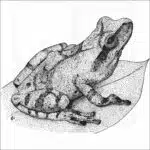 Spring Peeper