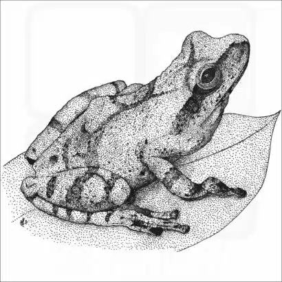 Spring Peeper