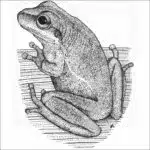 Squirrel Treefrog