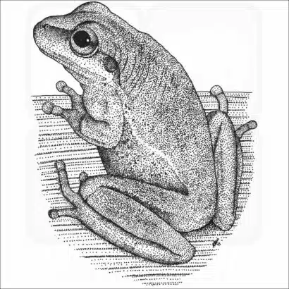 Squirrel Treefrog
