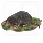 Star-Nosed Mole illustration