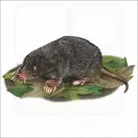 Star-Nosed Mole illustration