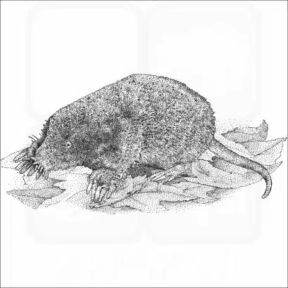 Star-Nosed Mole