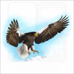 Steller's Sea Eagle illustration