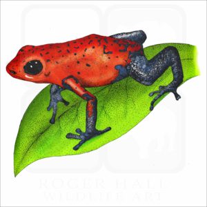 Strawberry Poison Dart Frog illustration