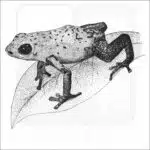 Strawberry Poison Dart Frog