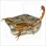 Striped Bark Scorpion illustration