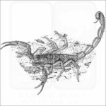 Striped Bark Scorpion