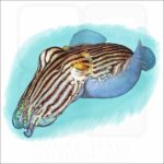 Striped Pajama Squid illustration