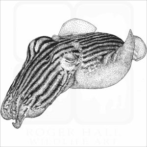 Striped Pajama Squid