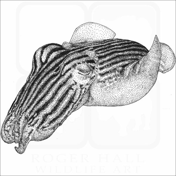 Striped Pajama Squid