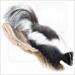 Striped Skunk illustration