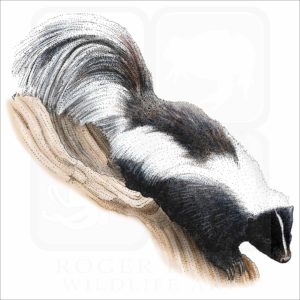 Striped Skunk illustration