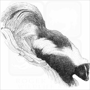 Striped Skunk