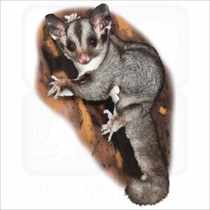 Sugar Glider illustration