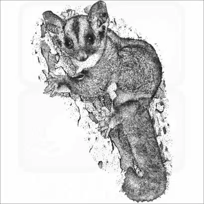 Sugar Glider