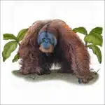 Sumatran Orangutan illustration