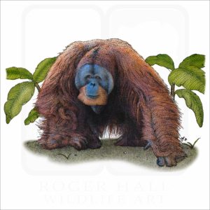 Sumatran Orangutan illustration