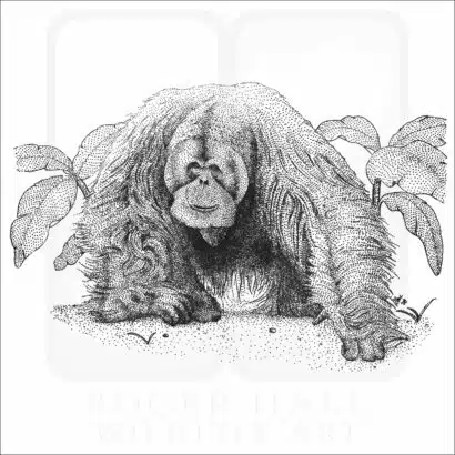 Sumatran Orangutan