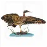 Sunbittern illustration
