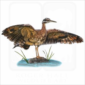 Sunbittern illustration